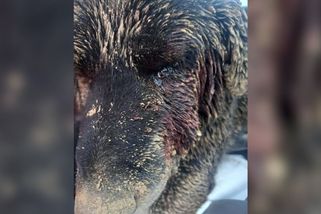 Přežil vlastní smrt a vyhrabal se z hrobu: Příběh psa Bennyho otřásl veřejností